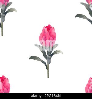Wasserfarbenes, nahtloses Muster mit magentafarbenem protea, blühenden Blüten im Hintergrund und proteablättern. Stockfoto