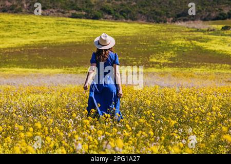 Frau in einem wunderschönen langen blauen Kleid und einem weißen Hut, die auf dem Feld gelber Blumen spaziert, Blick von hinten Stockfoto