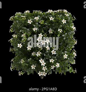 3D Darstellung des Gardenia augusta-Busches isoliert auf schwarzem Hintergrund Stockfoto