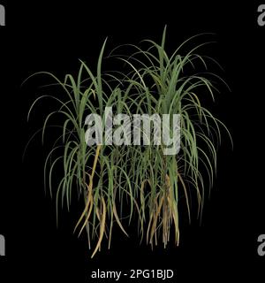 3D Darstellung des auf schwarzem Hintergrund isolierten Busches von Miscanthus giganteus Stockfoto