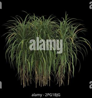 3D Darstellung des auf schwarzem Hintergrund isolierten Busches von Miscanthus giganteus Stockfoto