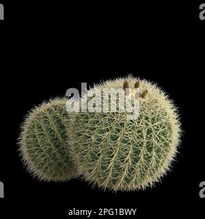 3D-Darstellung des echinocactus grusonii-Busches isoliert auf schwarzem Hintergrund Stockfoto