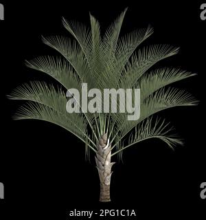 3D Darstellung der dypsis decaryi-Handfläche, isoliert auf schwarzem Hintergrund Stockfoto