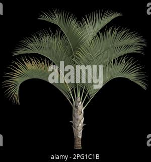 3D Darstellung der dypsis decaryi-Handfläche, isoliert auf schwarzem Hintergrund Stockfoto
