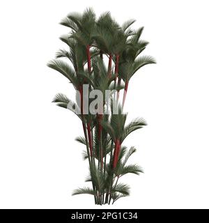 3D-Darstellung der Cyrtostachys-renda-Handfläche, isoliert auf weißem Hintergrund Stockfoto