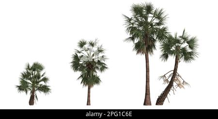 3D Abbildung einer auf weißem Hintergrund isolierten Handfläche des Sets Borassus flabellifer Stockfoto