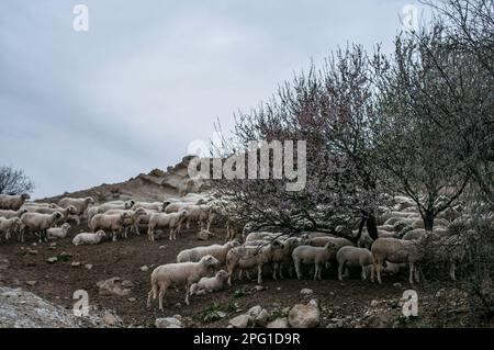 Die vom Plateau zurückkehrenden Schafe ruhen bei der Ankunft des Frühlings unter den blühenden Bäumen. Im Dorf Kark?n in Afyonkarahisar mit 339 Einwohnern züchten Viehzüchter in den Höhlen direkt neben dem Dorf hauptsächlich Schafe, Ziegen und Kühe. Dorfbewohner, die von der Tierhaltung leben, sagen, dass etwa 50 Höhlen für denselben Zweck seit 100 Jahren genutzt werden. Im Dorf Kark?n in Afyonkarahisar mit 339 Einwohnern züchten Viehzüchter in den Höhlen direkt neben dem Dorf hauptsächlich Schafe, Ziegen und Kühe. Dorfbewohner, die von der Tierhaltung leben, sagen, dass um die 50 Stockfoto