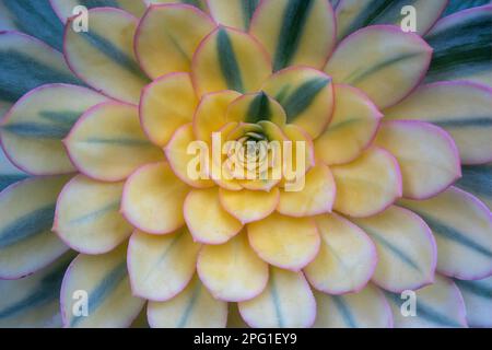 Aeonium Sunburst Nahaufnahme im Frühling Stockfoto