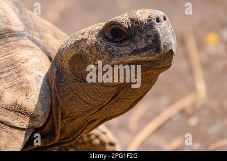 Ein Porträt einer Schildkröte in der Wildnis in Nakuru, Kenia Stockfoto