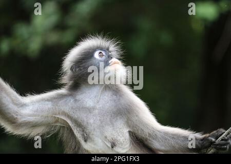 Die süße weibliche Düsen-Affe (Trachypithecus obscurus) sieht hoffentlich auf. Stockfoto