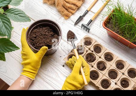 Gärtner, der Blumen pflanzt. Weibliche Hände, die mit Erde arbeiten, natürliche kleine Töpfe. Fertilität. Fürsorgliche Hauspflanzen. Draufsicht. Person, die Saatgut in Germin aussät Stockfoto