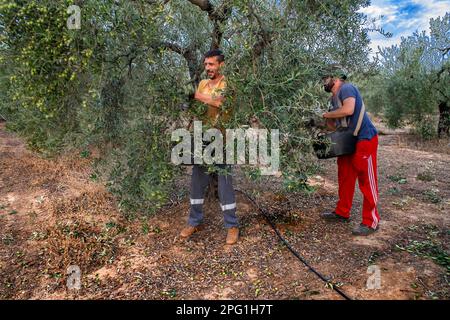 Arbeiter, die die Oliven von den Olivenbäumen, Cañada de los pájaros, Doñana Nationalpark Sevilla Spanien, sammeln. Acebuche, spanische wilde Oliven. Es ist verrückt Stockfoto