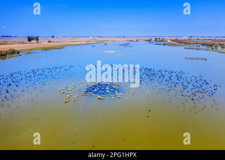 Brazo de la Torre, einer der Zweige des Guadalquivir-Flusses im Marschland von Doñana, Isla Mayor, Sevilla, Spanien. Entremuros Marshes. Der Brazo de la Stockfoto