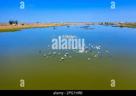 Brazo de la Torre, einer der Zweige des Guadalquivir-Flusses im Marschland von Doñana, Isla Mayor, Sevilla, Spanien. Entremuros Marshes. Der Brazo de la Stockfoto