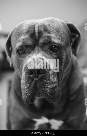 Schwarz-Weiß-Porträt eines sitzenden großen Cane Corso-Hundes Stockfoto