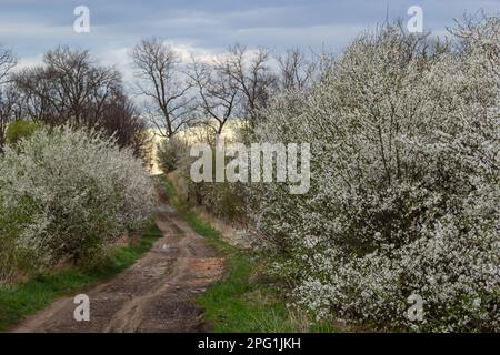 Gasse mit blühenden Kirschbäumen und Feldstraße, Blick auf den Frühling. Stockfoto