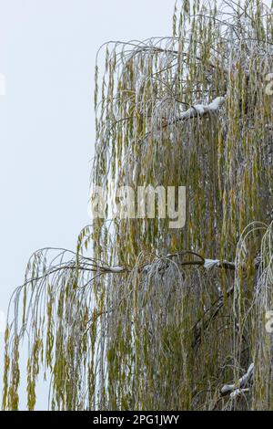 Weinweide mit Eisnebel bombardiert. Frost auf Baumästen bei Frostwetter. Stockfoto