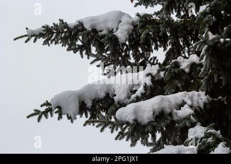 Fichtenzweig mit kleinen grünen Nadeln unter flauschigem frischen, weißen Schnee Nahaufnahme. Stockfoto