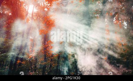 Die Sonnenstrahlen strömen durch den Rauch durch den Wald. Stockfoto