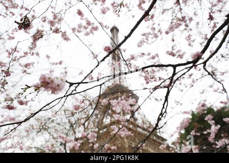 Paris, Frankreich. 19. März 2023. Dieses Foto wurde am 19. März 2023 aufgenommen und zeigt Blüten auf dem Champ de Mars in der Nähe des Eiffelturms in Paris, Frankreich. Kredit: Gao Jing/Xinhua/Alamy Live News Stockfoto