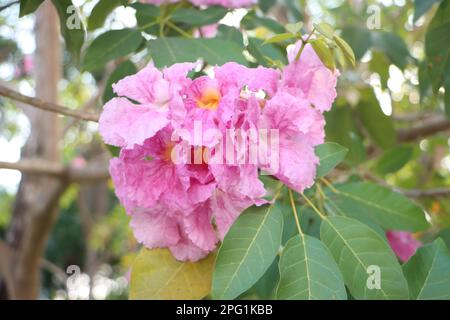 Tabebuia rosea, Pink Trompet Flower in Can Tho University, März 2023, Campus, Can Tho City, Vietnam Stockfoto