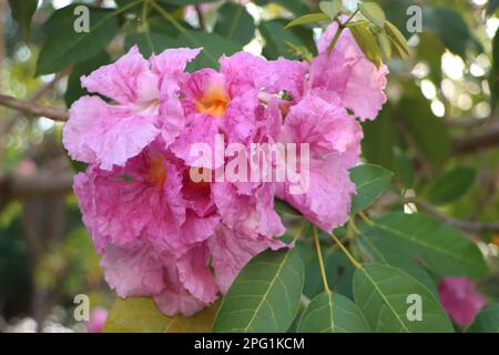 Tabebuia rosea, Pink Trompet Flower in Can Tho University, März 2023, Campus, Can Tho City, Vietnam Stockfoto