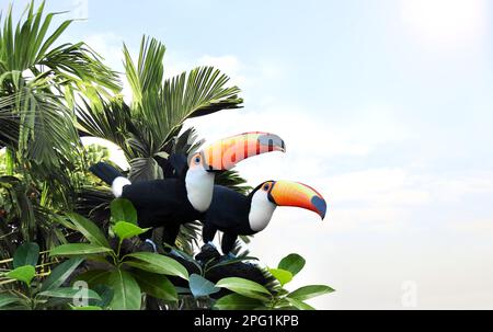Horizontales Banner mit zwei schönen bunten Tukan-Vögeln (Ramphasidae) auf einem Ast in einem Regenwald. Ein paar Tukan-Vögel und Blätter von tropischen Pl Stockfoto
