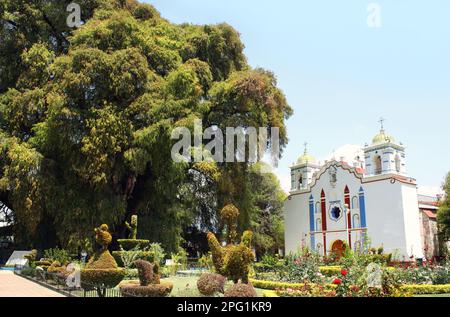 Baum der Tule (Zypressenbaum Montezuma, El Árbol del Tule), ältester und größter Baum der Welt, über 2000 Jahre alt, und die Kirche von Iglesien, Santa Maria del T. Stockfoto