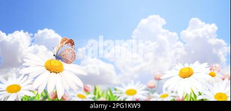 Wilde Kamillenblüten auf einer Wiese im sonnigen Frühlingshintergrund. Sommerszene mit Schmetterling- und Kamillenblüten in Sonnenstrahlen. Nahaufnahme Stockfoto