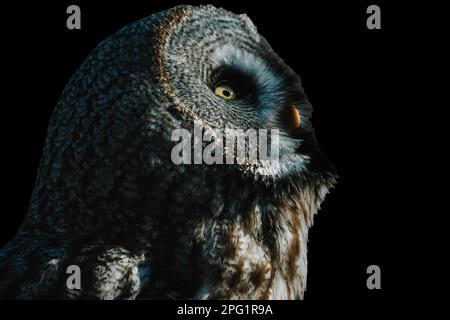 Seitenansicht einer Großen Graueule (Strix nebulosa) isoliert auf Schwarz. Wilder Vogel des Gebets Stockfoto