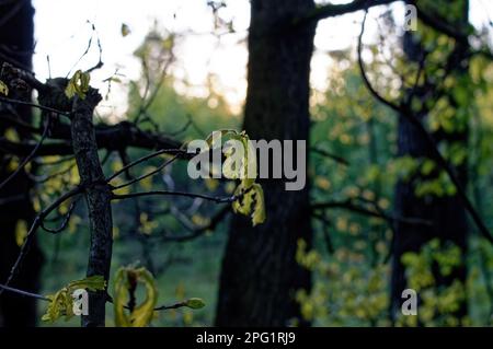 Junge Eiche auf einem Ast, im Frühling Stockfoto