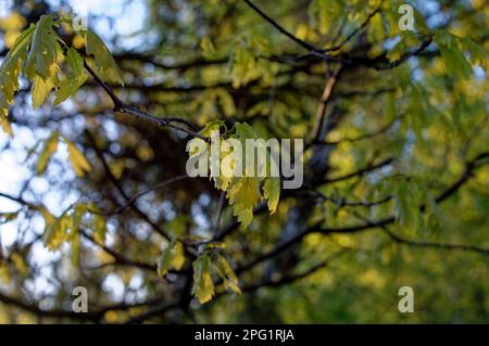 Junge Eiche auf einem Ast, im Frühling Stockfoto