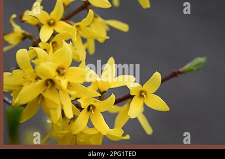 Makrofoto von Forsythienblüten. Gelb blühende Textur auf schwarzem Hintergrund, blühende Forsythien oder doodoo Gebirgsbusch mit selektivem Fokus Stockfoto