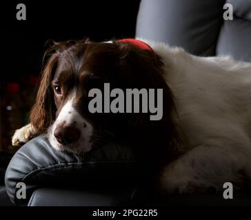 Englischer springer-Spaniel auf der Couch entspannend, tief in Gedanken aussehend Stockfoto