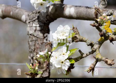 Eine Nahaufnahme von Birnenbaumblumen und einer Biene in der Nähe einer Blume Stockfoto