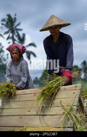 Menschen, Männer und Frauen ernten von Hand Reis, trockenen Reis. Indonesien Stockfoto