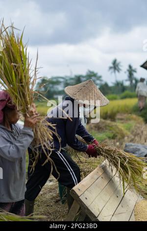 Menschen, Männer und Frauen ernten von Hand Reis, trockenen Reis. Indonesien Stockfoto