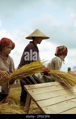 Menschen, Männer und Frauen ernten von Hand Reis, trockenen Reis. Indonesien Stockfoto