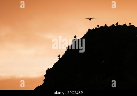 Von hinten beleuchtete Silhouette aus Möwen auf einem riesigen Felsen in Nordostengland Stockfoto