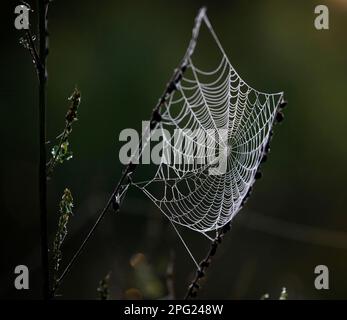 Spinnennetz auf einer Filiale in Woods. Stockfoto