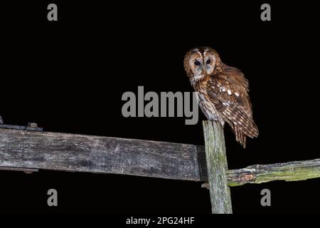 Ein Nahporträt einer dunklen Eule bei Nacht. Sie befindet sich auf einem alten Holzzaun und wird von Blitzlicht beleuchtet. Es gibt Kopierraum um den Vogel herum Stockfoto