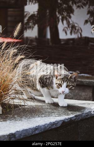 Hauskatzenjagd auf der Straße Stockfoto