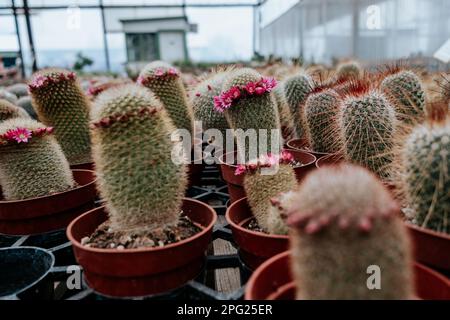 Kleine Kakteen, die in Töpfen im Gartenzentrum blühen Stockfoto