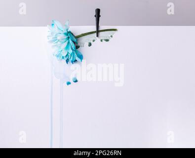 Blaues Chrysanthemum auf weißem Hintergrund, Wasserfarbe fließt nach unten Stockfoto