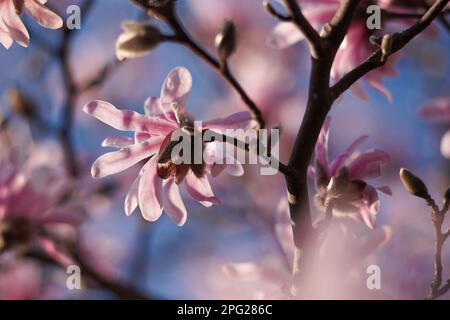 Nahaufnahme der rosafarbenen Blüten der blühenden Magnolie, Magnolia stellata Kultivar „Rosea“ in hellem Sonnenlicht mit dunkelblauem Himmel im Hintergrund. Weich f Stockfoto