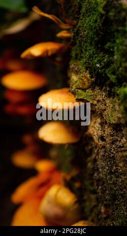 Eine lebhafte Ansammlung gelber Pilze, die auf einem moosbedeckten Baumstamm in einer üppigen Waldlandschaft wachsen Stockfoto