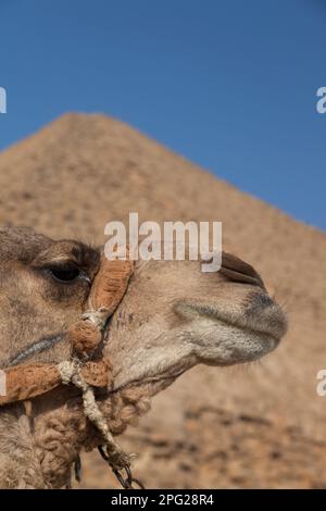 Ägypten, Dashur, Sneferus verbogene Pyramide mit Kamel im Vordergrund. Stockfoto