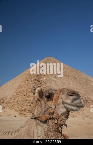 Ägypten, Dashur, Sneferus verbogene Pyramide mit Kamel im Vordergrund. Stockfoto