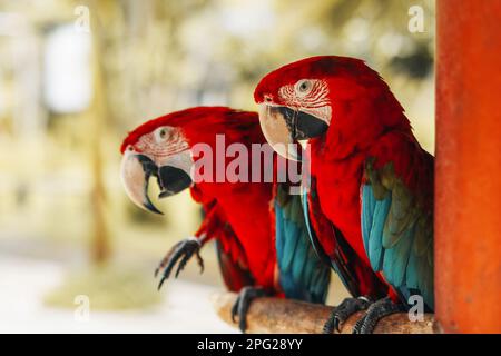 Zwei rote blaue Kakadu Papageien, die auf einem Ast im Vogelpark sitzen. Exotische Vögel in der Tierwelt Stockfoto