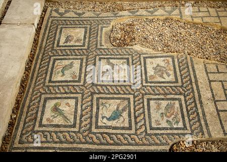 Mosaiken in der Vogelvilla in Kom el-Dikka, Alexandria, Ägypten Stockfoto